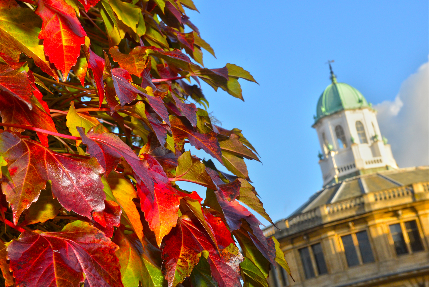 Autumn framing the cupola of the Sheldonian Theatre