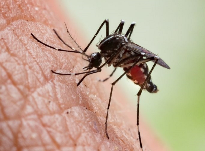 Sir Roger Penrose Nobel Prize Sketch mosquito malaria